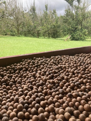 Macadamia nuts 12lbs - macadamia, nuts.